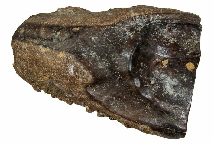 Fossil Triceratops Shed Tooth - Montana #350670